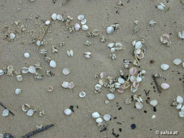 Riga: Muscheln am Ostsee-Strand