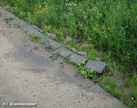 Die Heimat wird dem Braunkohle-Tagebau geopfert