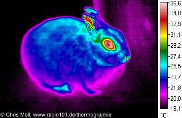 Kaninchen: Wärmestrahlung / Infrarotaufnahme / Wärmebild / waermebildaufnahmen (Kaninchen von Stephan Klein in Jlich)