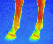 Wärmebilder: Thermographic picture - infrared photograph: Hinterläufe eines Pferdes