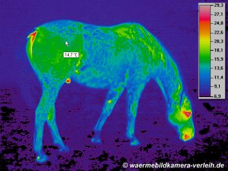 Thermographie, Pferd