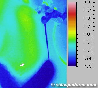 deau froid (Infrarouge image / thermographic foto / thermal picture)