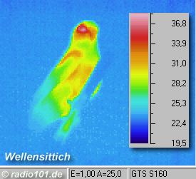 infrared image, thermography: Budgie; the feathers insulate quite good, so the head region radiates more IR