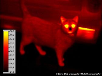 thermal image of a cat